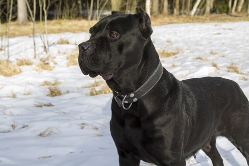 Cane Corso colors