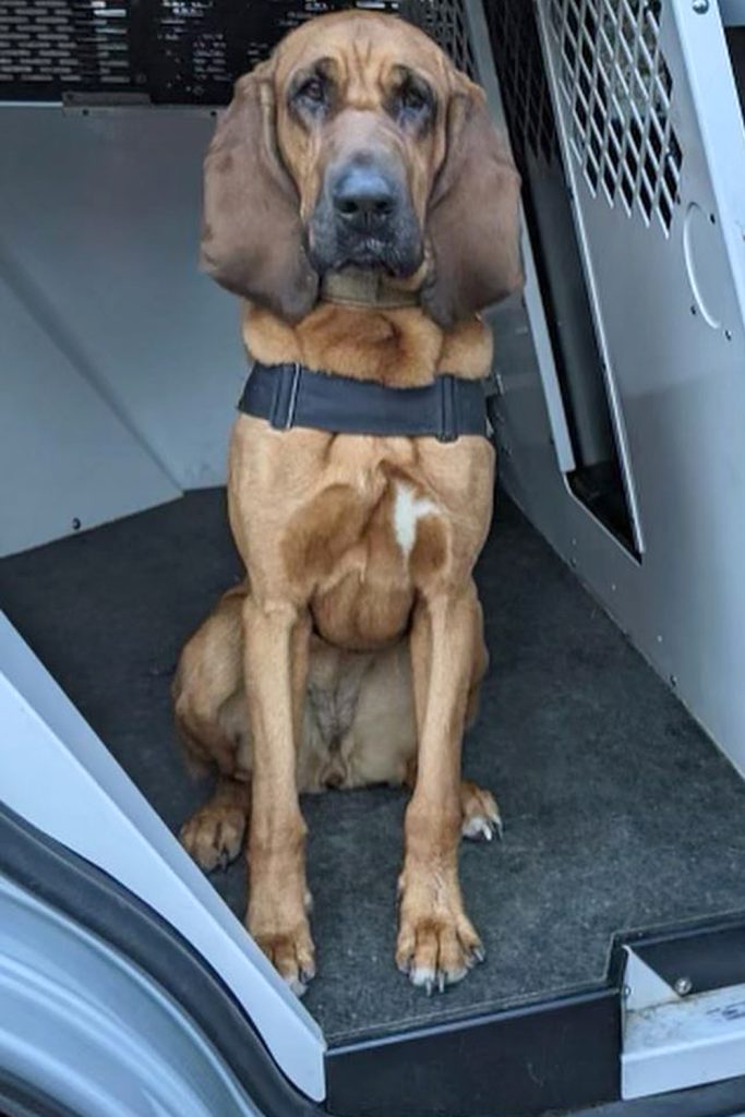 Connecticut Police Dog Aids in the Safe Return of a 10-Year-Old Girl