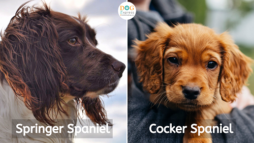 Difference between cocker spaniel & springer spaniel