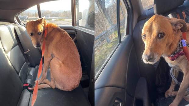 Dog That Fled Vet Clinic In Monroeville Found Safe
