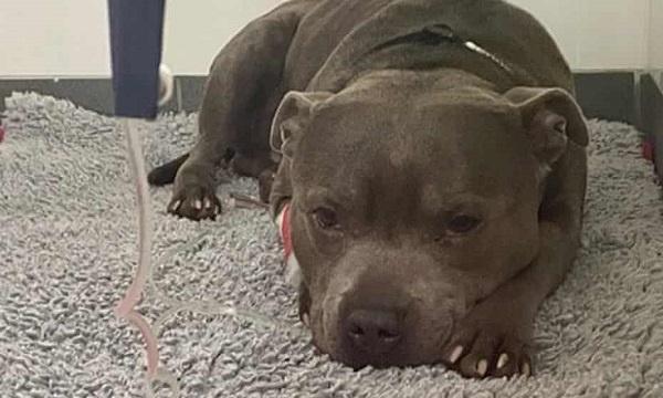 Dog Undergoes Lifesaving Surgery after Eating Chocolates