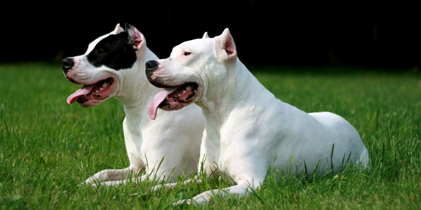 Dogo_Argentino-Breed