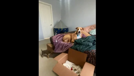 Dog’s Adorable Reaction To A Tiny Dog