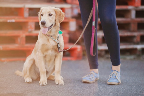 How Much Do Golden Retriever Cost The Ultimate Buyers' Guide