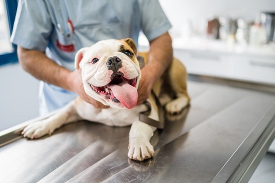 Las Vegas Police Investigate Dogs Being Poisoned Intentionally