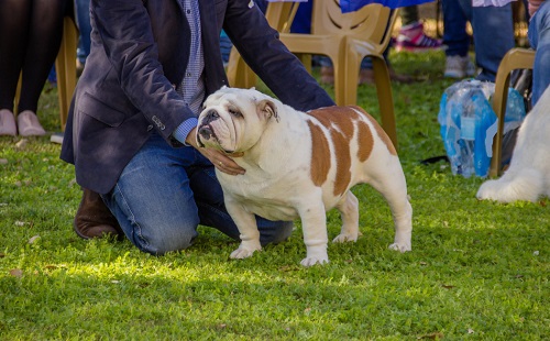 NY’s Westminster Kennel Club's Annual Dog Show Postponed due to Rising Covid Cases