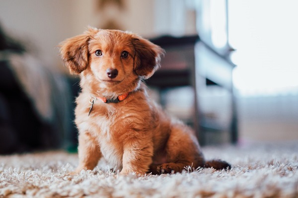 Pfizer And Fauci Are The Most Popular Pet Names In 2021