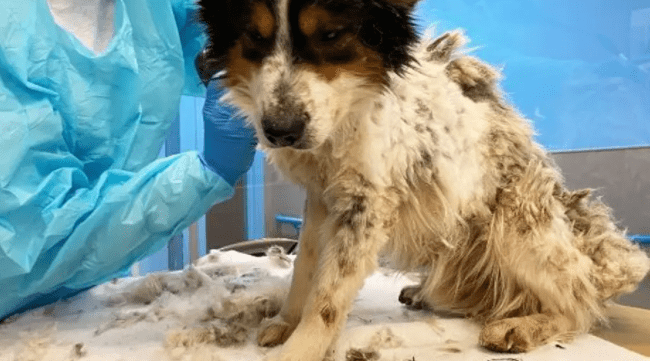 Pierce County Animal Control Shelters 19 Neglected Dogs