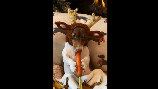 Ram Kapoor posts a video of his dog sitting under a blanket and eating carrot