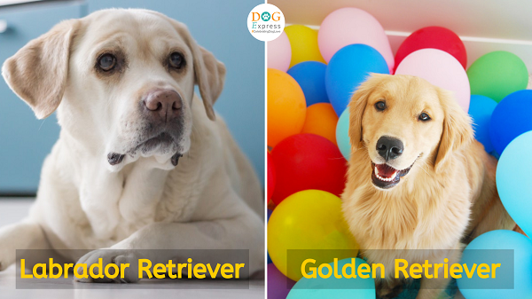 Street Dog Adoption Camp Organized By Kozhikode Corporation