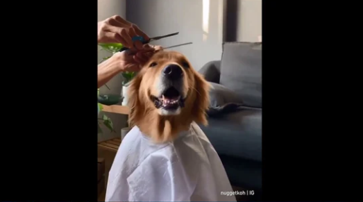 The image shows the dog sitting like a good ‘boi’ while getting a ‘haircut’ from a woman