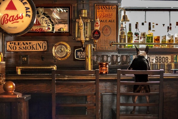 Tips For Taking Your Dog To The Pub For The First Time