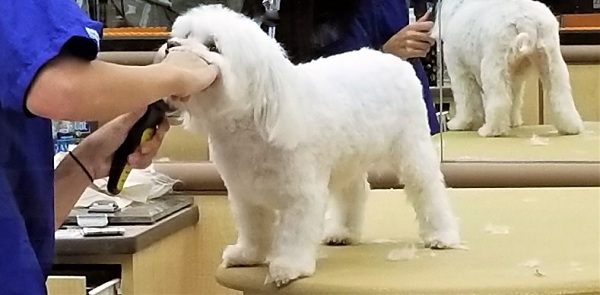 7 Steps to Raising a Dog that Enjoys Being Groomed