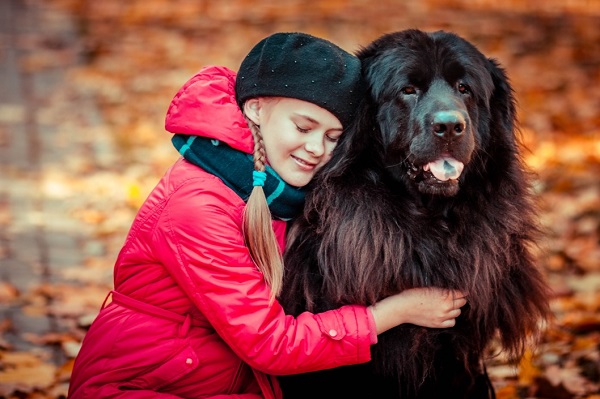 All You Wanted To Know About The Indian Tibetan Mastiff – Bhutia