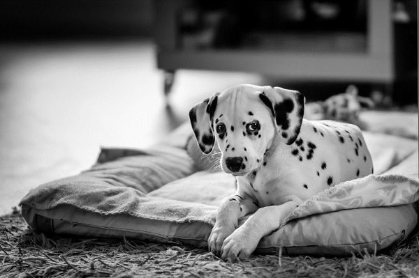 American Kennel Club Recognizes Two New Dog Breeds