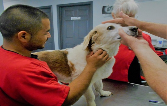 Brain injuries in dogs