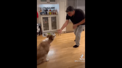 Dog Refuses Dental Treats Until it Sees the Magic Trick