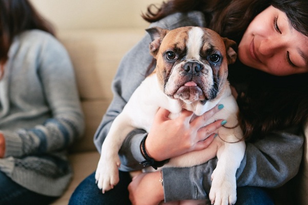 Dog Rescued From A House Collapse Wreckage In Seattle