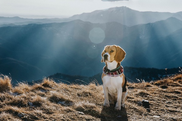 Dog Rescued From California Mountains
