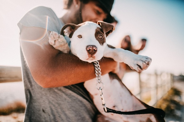 Dog Restraint Law Goes into Effect Today In Texas, US