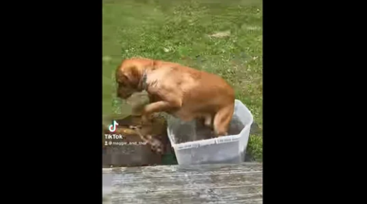 Dog Takes a Dip in Water and Gets ‘zoomies’