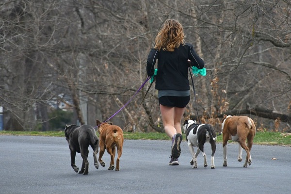 Finding The Best Walker For Your Dog