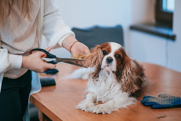 How To Groom Your Dog At Home