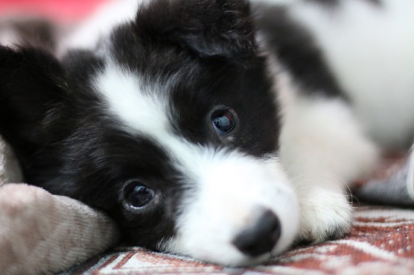 How To Spot The Signs Of Anxiety In Your Fur Friends And Comfort Them