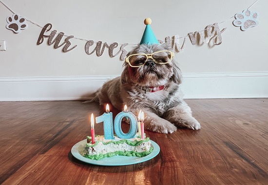 Is It Your Dog’s Birthday Let’s Celebrate!