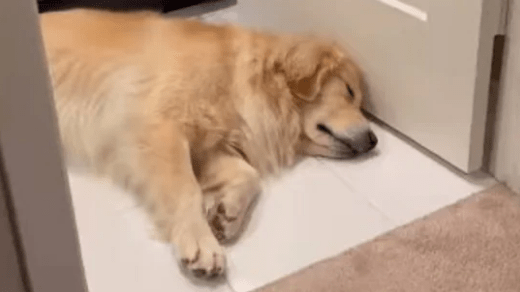 Kid Comforts the Dog Having a Nightmare