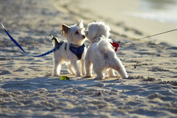 Littermate Syndrome In Dogs Should You Get Two Puppies At Once