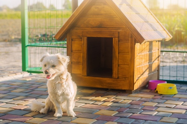 New Law in Nevada Ends Insurance Dog Breed Discrimination