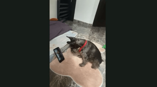 Pooch Stops Scrolling on the Social Media to Watch Videos of Other Pups