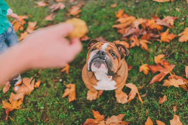 Simple and healthy DIY treats for your fur friends (1)