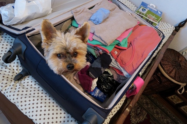 Some tips for moving in with dogs and cats