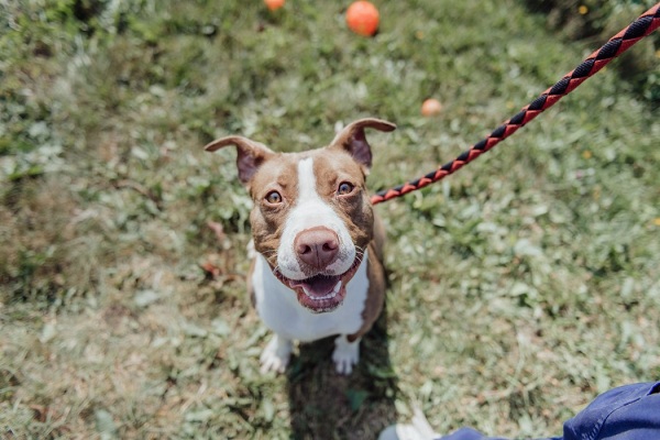 The Biggest Mistakes That Dog Owners Make