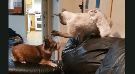 The Cute Friendship Between a Dog, Cat, and a Ra