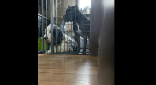 The image, taken from the video recorded by the human, shows two dogs sitting on one side of a safety fence
