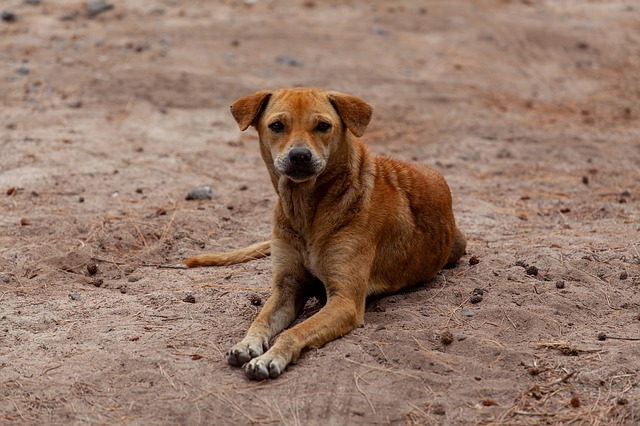 Viral Video Shows a Delhi Cop Hitting a Stray Dog