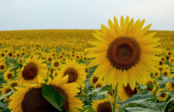 10 Dog-Safe Plants You Can Add to Your Garden Right Now