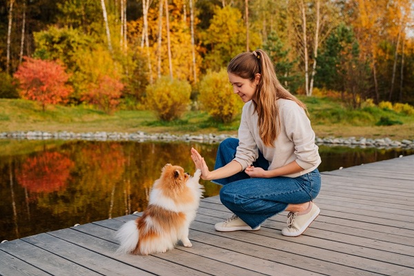 10 Reasons Why Pomeranians are the Best Dogs