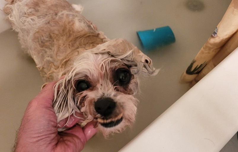 7 Things Your Dog Hates About You