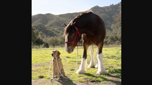 A Horse and A Dod Stars of Super Bowl 2022
