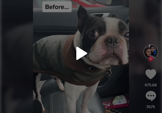 Dog Begs for a Walk in the Rain and Soon Regrets