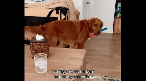 Dog Sister Teaches Her Younger Pup Sibling