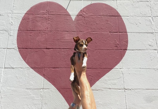 Everything that you should know about congenital heart disease in dogs