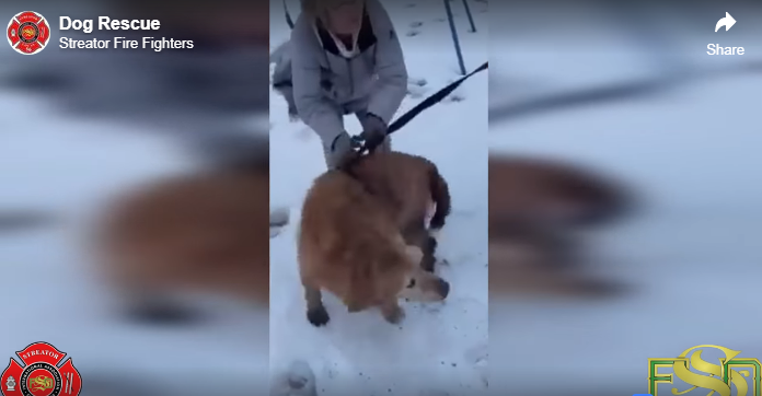 Firefighters rescue dog trapped in sinkhole