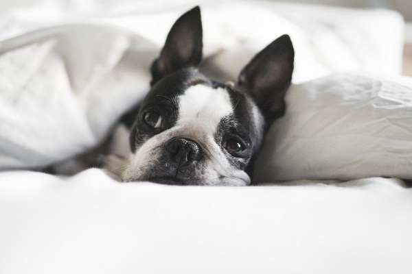 Help Your Dog Combat Their Fear By Identifying At The Right Time