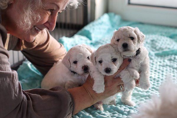 How To Deal With Newborn Puppies