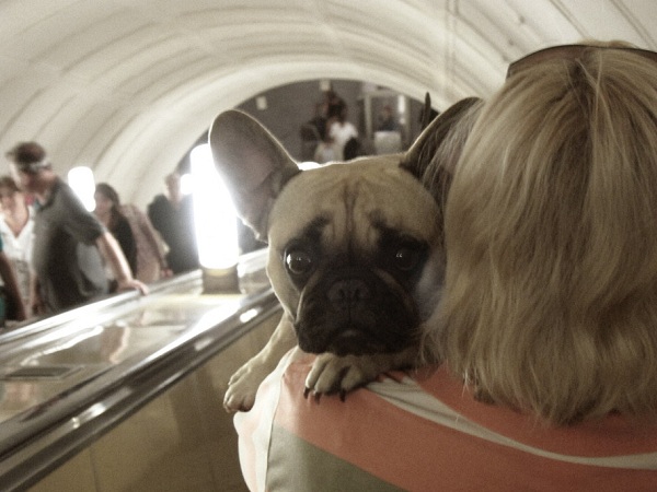 How To Help Your Frightened Dog Gain Confidence